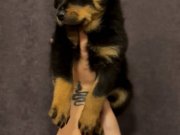 Safkan Macar Koca kafa Rottweiler yavrular