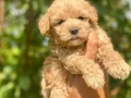 Yuvanızın maskotu minik Maltese Terrier yavrularım