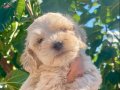 Yuvanızın maskotu minik Maltese Terrier yavrularım