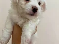 Yuvanızın maskotu minik Maltese Terrier yavrularım