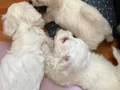 Yuvanızın maskotu minik Maltese Terrier yavrularım