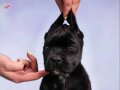 SAFKAN BLACK CANE CORSO YAVRULARIMIZ