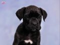 SAFKAN BLACK CANE CORSO YAVRULARIMIZ