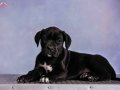 SAFKAN BLACK CANE CORSO YAVRULARIMIZ