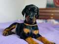 ÜST KALİTE DOBERMAN YAVRULARI