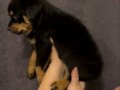 Safkan Macar Koca kafa Rottweiler yavrular