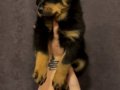 Safkan Macar Koca kafa Rottweiler yavrular