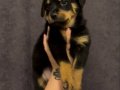Safkan Macar Koca kafa Rottweiler yavrular
