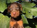 Kızıl- Siyah KİNG Doberman yavrularım