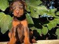 Kızıl- Siyah KİNG Doberman yavrularım