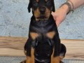 Kızıl- Siyah KİNG Doberman yavrularım