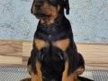 Kızıl- Siyah KİNG Doberman yavrularım