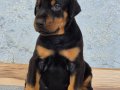 Kızıl- Siyah KİNG Doberman yavrularım