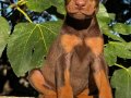 Kızıl- Siyah KİNG Doberman yavrularım