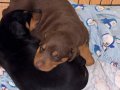 Kızıl- Siyah KİNG Doberman yavrularım