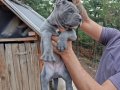 Irkının en iyisi Blue Cane Corso yavrularım