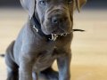 Irkının en iyisi Blue Cane Corso yavrularım