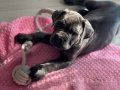 Irkının en iyisi Blue Cane Corso yavrularım