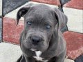 Irkının en iyisi Blue Cane Corso yavrularım