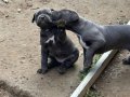 Irkının en iyisi Blue Cane Corso yavrularım