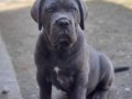 Irkının en iyisi Blue Cane Corso yavrularım