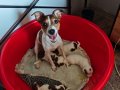 Safkan jack russel bebeklerim (rezerve)
