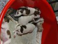 Safkan jack russel bebeklerim (rezerve)