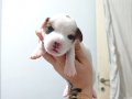 Safkan jack russel bebeklerim (rezerve)