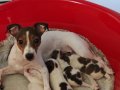 Safkan jack russel bebeklerim (rezerve)