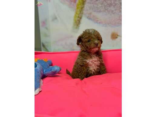 Erkek Toy Poodle Gerçek Kalite İsteyene