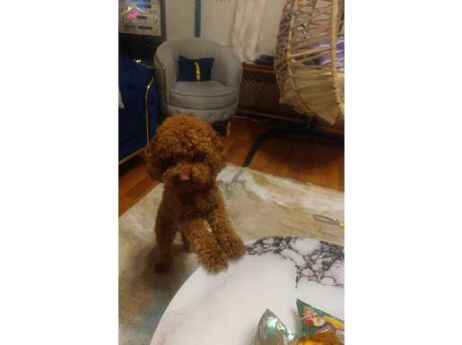 Toy poodle