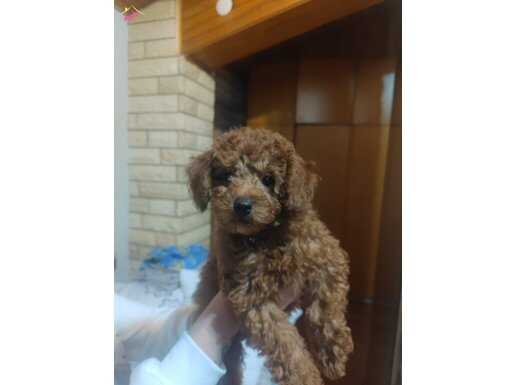 2.5 AYLIK ERKEK TOY POODLE 
