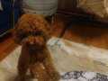 Toy poodle