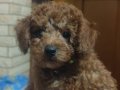 2.5 AYLIK ERKEK TOY POODLE 