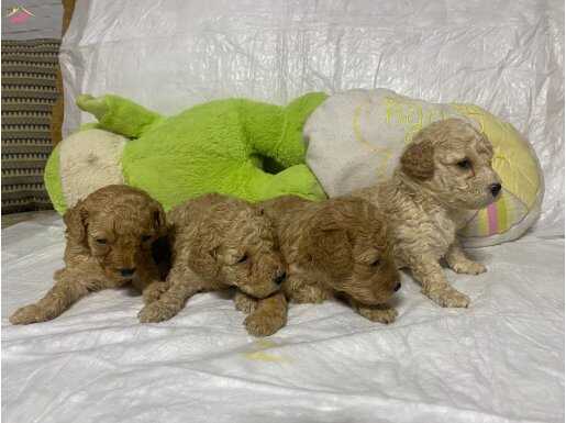 EV ORTAMINDA TOY POODLE YAVRULAR