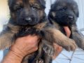 SAFKAN K9 ALMAN KURDU YAVRULARI