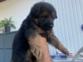 SAFKAN K9 ALMAN KURDU YAVRULARI