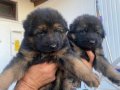 SAFKAN K9 ALMAN KURDU YAVRULARI