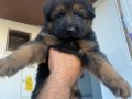 SAFKAN K9 ALMAN KURDU YAVRULARI