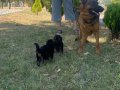 SAFKAN K9 ALMAN KURDU YAVRULARI