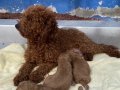 SAFKAN POODLE YAVRULAR 