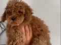 2 AYLIK TEA CUP ERKEK TOY POODLE 