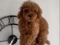 2 AYLIK TEA CUP ERKEK TOY POODLE 