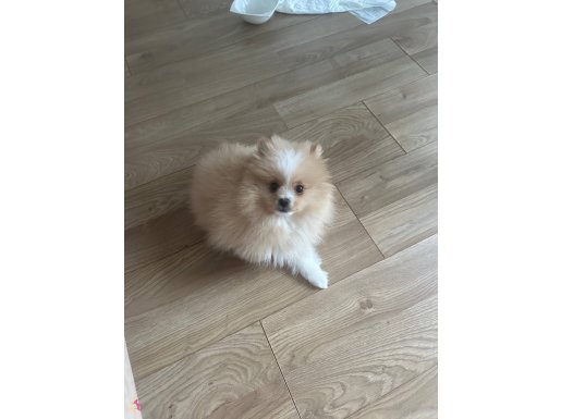 2.5 aylık Pomeranian boo
