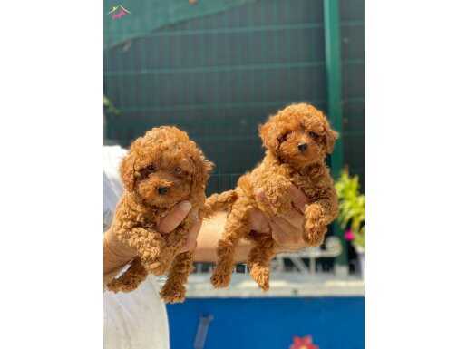 TOY POODLE YAVRULARIMIZ