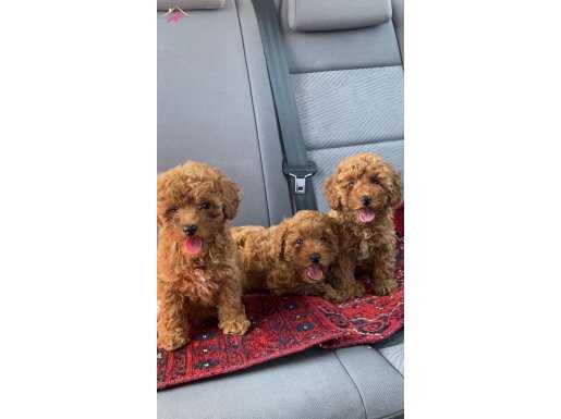 HARİKA TOY POODLE YAVRULARIMIZ 
