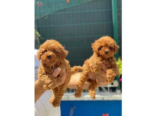 TOY POODLE YAVRULARIMIZ