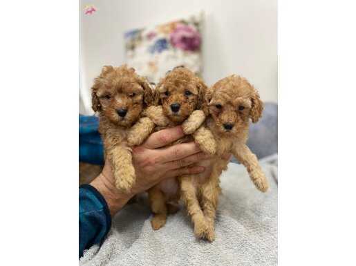POODLE AYARINDA MALTİPOO YAVRULARIMIZ 