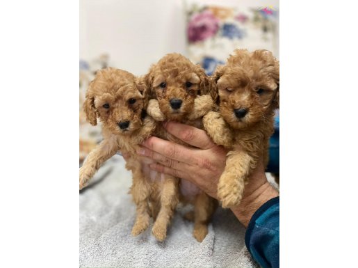 EV ORTAMINDA BÜYÜYEN MALTİPOO YAVRULARIMIZ 