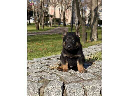 SAFKAN ALMAN KURDU YAVRULARIMIZ 